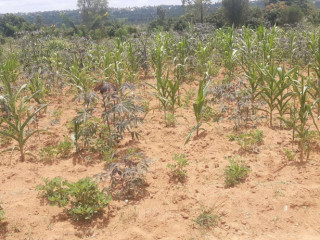 Residential Plot for sale in Bugesera Gashora near airport Hot deal on Tarmac road