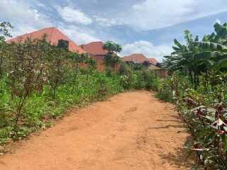 Ep 098 Masaka Masaka very biggest and cheapest plot for sale with 2 UPI.
