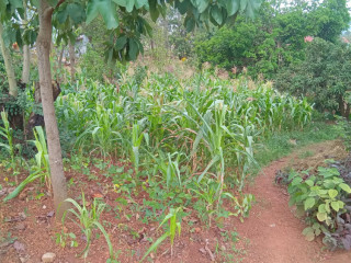 Kigali plot for sale in Rebero
