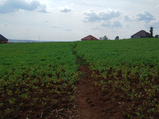 Plot for sale in rusororo at a good price