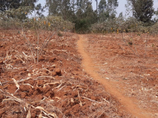 Residential Plot for sale in Bugesera near airport Hot deal