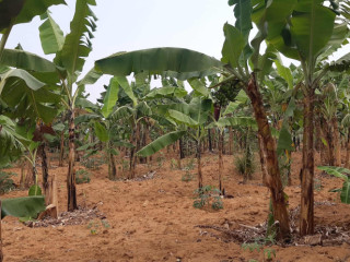 Commercial land for sale in Bugesera near airport of Rwanda