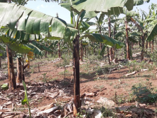 Agriculture land for sale in Bugesera Gashora Rwanda