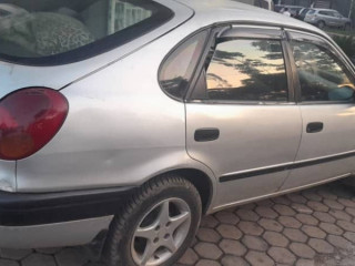Corolla maco