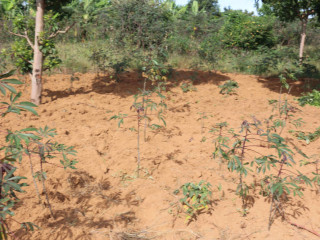 Land for sale in Bugesera near airport of Rwanda