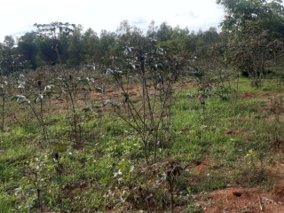 Residential Plot for sale in Bugesera near airport Hot deal