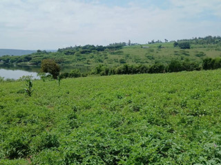 A big land for sale in Gatsibo at a good price