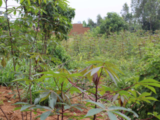 Residential land for sale in Juru Bugesera near airport of Rwanda Hot deal