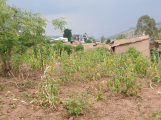 Plot for sale in kinyinya at a good price