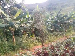 Agriculture for sale at ngoma kirehe