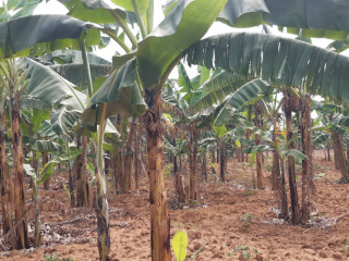 Land for sale in Bugesera Juru near airport of Rwanda hot deal