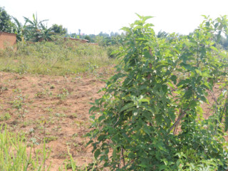 Residential Plot for sale in Bugesera near airport Hot deal Juru