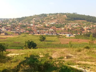 Masizi plo for sale