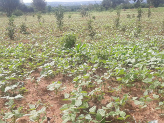 Residential land for sale Juru near airport of Rwanda