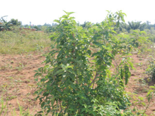 Land for sale in Mayange Bugesera Rwanda