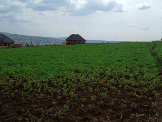 Proparty for sale in rusororo