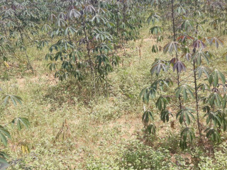 Industrial land for sale in Bugesera near airport of Rwanda