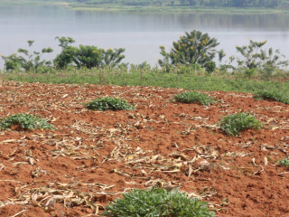 Land for sale in Bugesera RILIMA near airport of Rwanda hot deal access on lake
