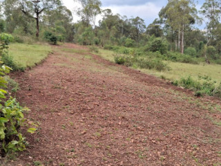 UBUTAKA BUGURISHWA BURIMO IKINOMBE CYAMABUYE BURI NGOMA