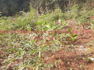 Industrial land for sale in Bugesera near airport of Rwanda
