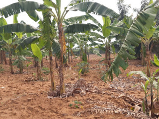 Land for sale in Bugesera Juru near airport of Rwanda hot deal and commercial zone on main road