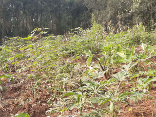 Plot for sale in Gacuriro Kigali Rwanda