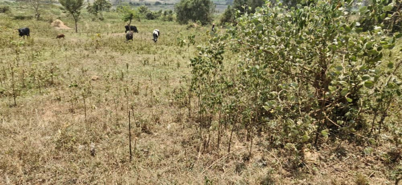 land-for-sale-in-bugesera-nyamata-town-of-rwanda-big-1