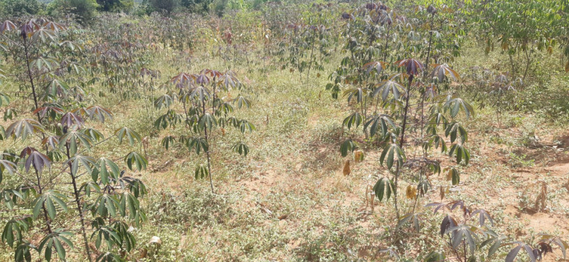 industrial-land-for-sale-in-bugesera-near-airport-of-rwanda-big-1