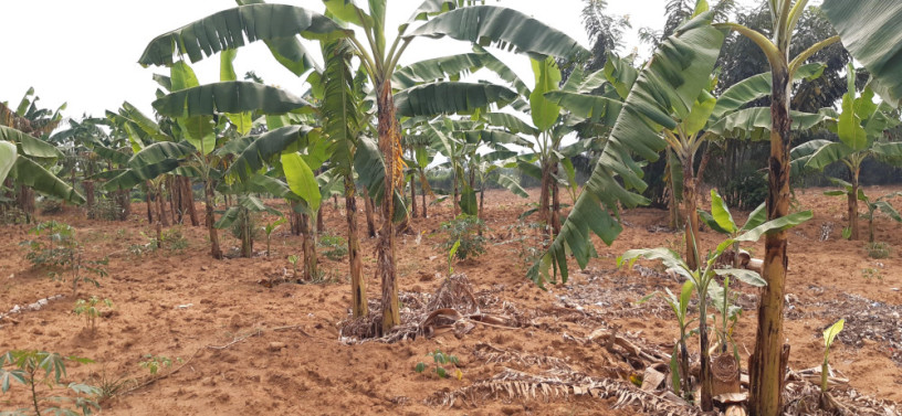 industrial-land-for-sale-in-bugesera-near-airport-of-rwanda-big-1