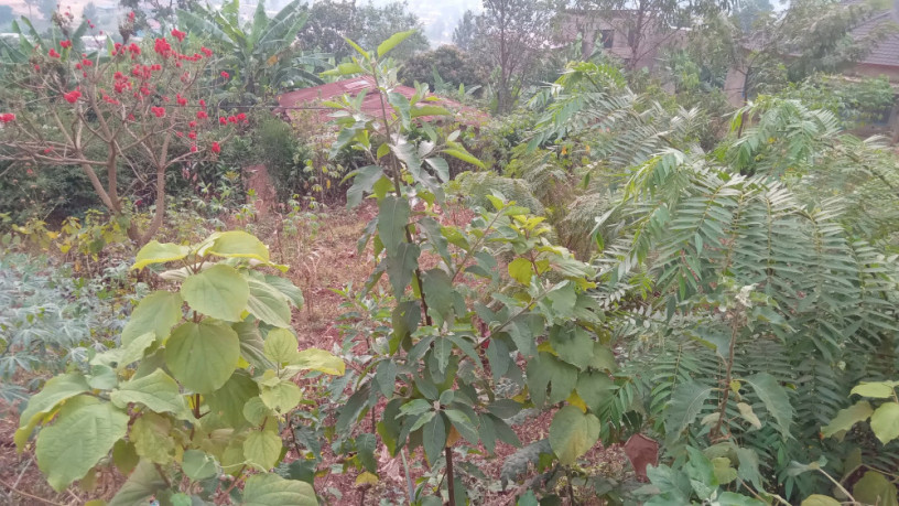 kigali-land-for-sale-in-rebero-facing-nyamirambo-side-big-3
