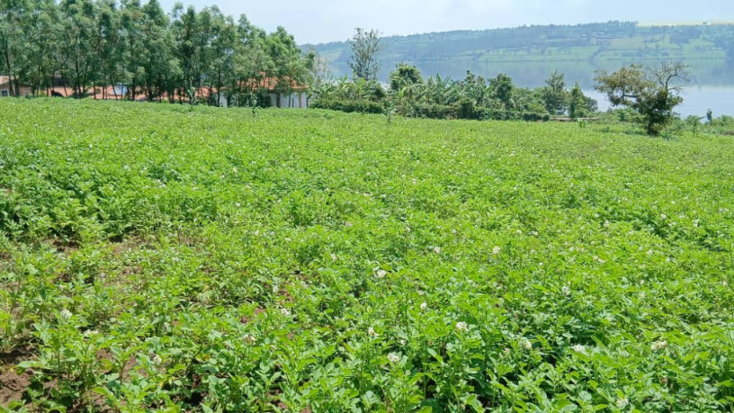 gatsibo-muhazi-plot-for-sale-big-7