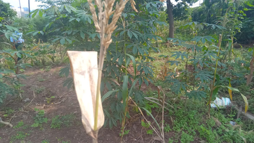 kigali-plot-for-sale-in-kinyinya-big-6