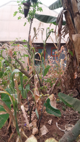 largest-land-for-sale-with-a-house-big-3