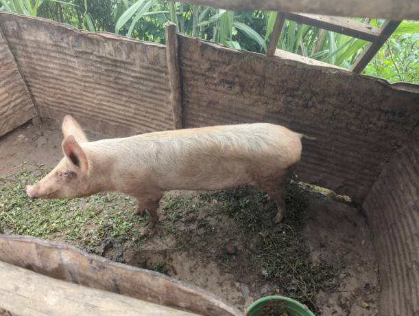 pig-for-sale-location-rulindo-bushoki-big-0