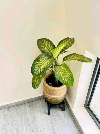 kacyiru-furnished-apartment-for-rent-in-kigali-big-4