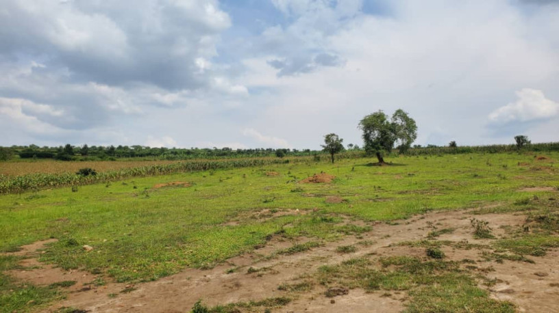 karangazi-big-land-for-sale-in-nyagatare-big-0