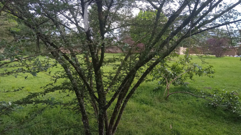 kigali-land-for-sale-in-kinyinyi-big-2