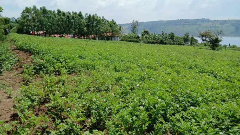 gatsibo-muhazi-plot-for-sale-big-6