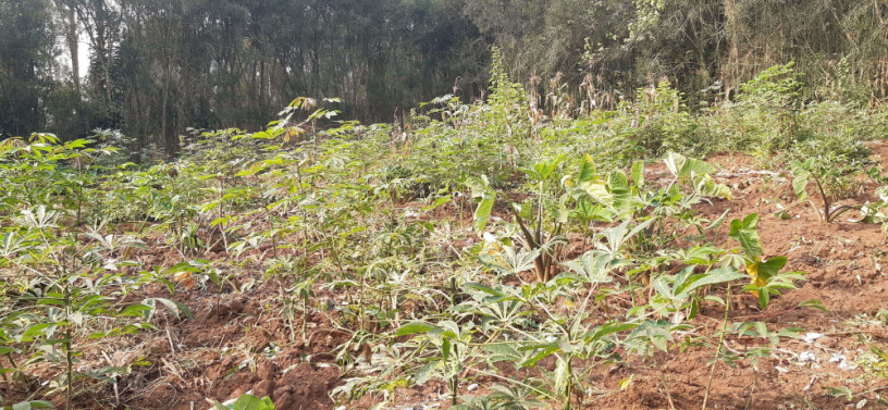 residential-plot-for-sale-in-bugesera-gashora-hot-deal-big-2