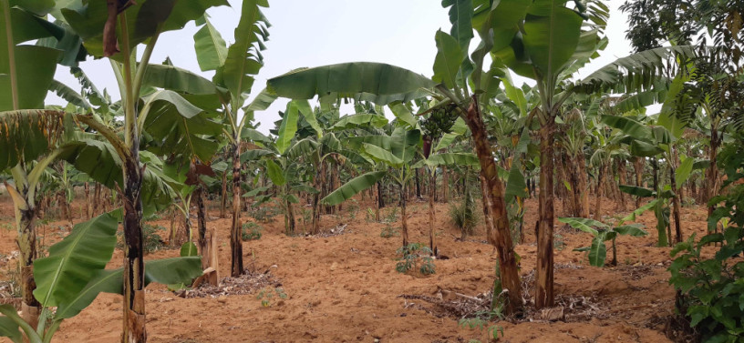 industrial-land-for-sale-in-bugesera-near-airport-of-rwanda-big-2