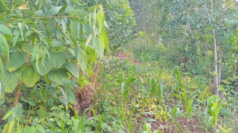 land-for-sale-big-3