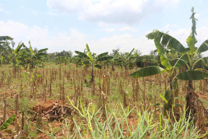 plot-for-sale-in-bugesera-near-airport-hot-deal-big-2