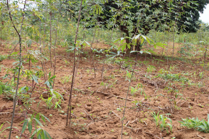 residential-land-for-sale-in-juru-bugesera-near-airport-of-rwanda-hot-deal-big-2