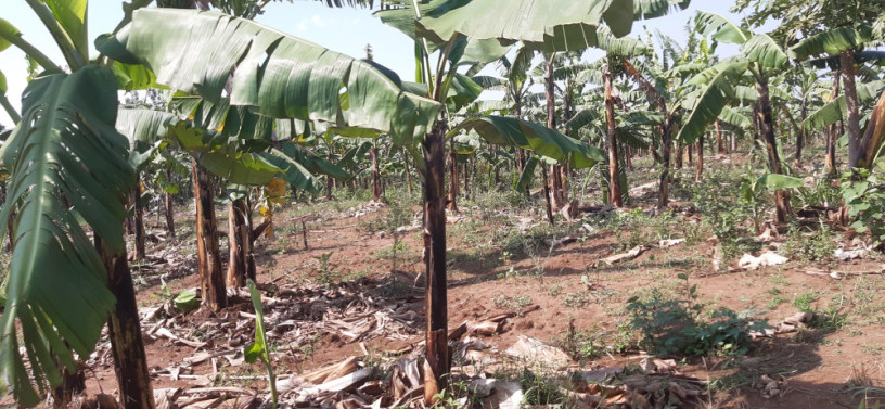 agriculture-land-for-sale-in-bugesera-gashora-rwanda-big-0