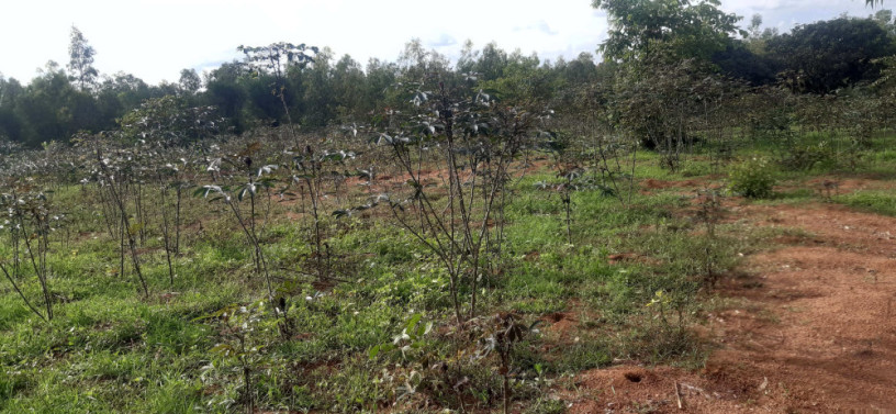 residential-plot-for-sale-in-bugesera-near-airport-hot-deal-big-0