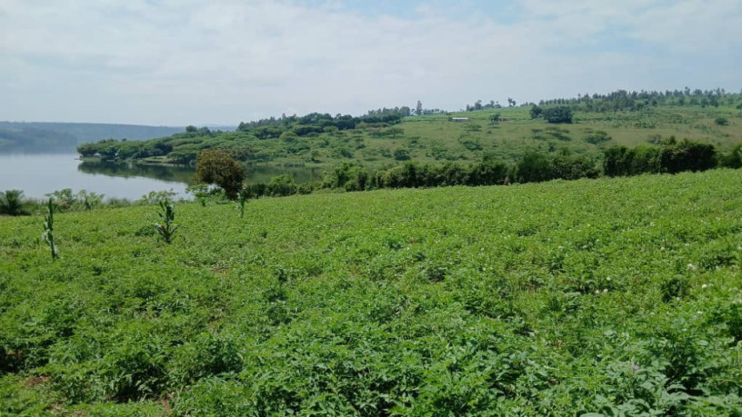 a-big-land-for-sale-in-gatsibo-at-a-good-price-big-0