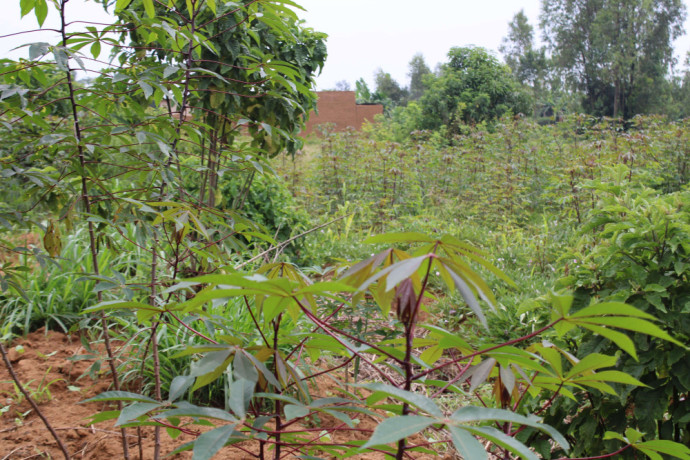 residential-land-for-sale-in-juru-bugesera-near-airport-of-rwanda-hot-deal-big-0