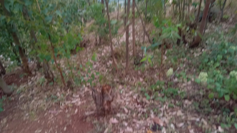 kigali-land-for-sale-in-rebero-rujugiro-big-7
