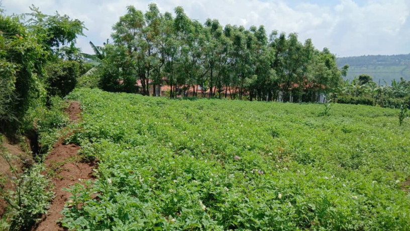 gatsibo-muhazi-plot-for-sale-big-4