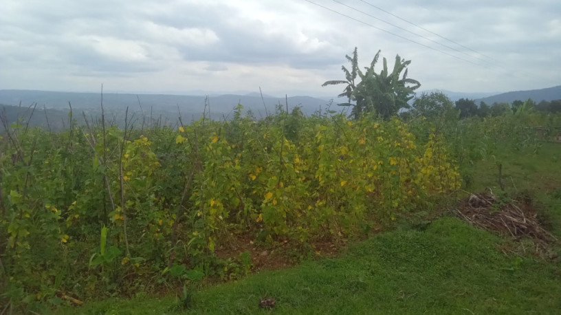 large-plot-for-sale-big-2